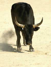 Taurus Tauruses Dependable Stubborn