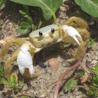 Cancer Cancerians Sensitive Shell Crab